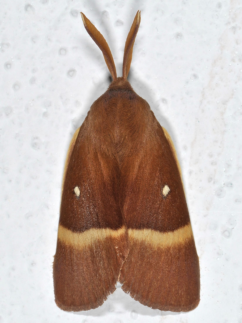 Lasiocampa (Lasiocampa) quercus